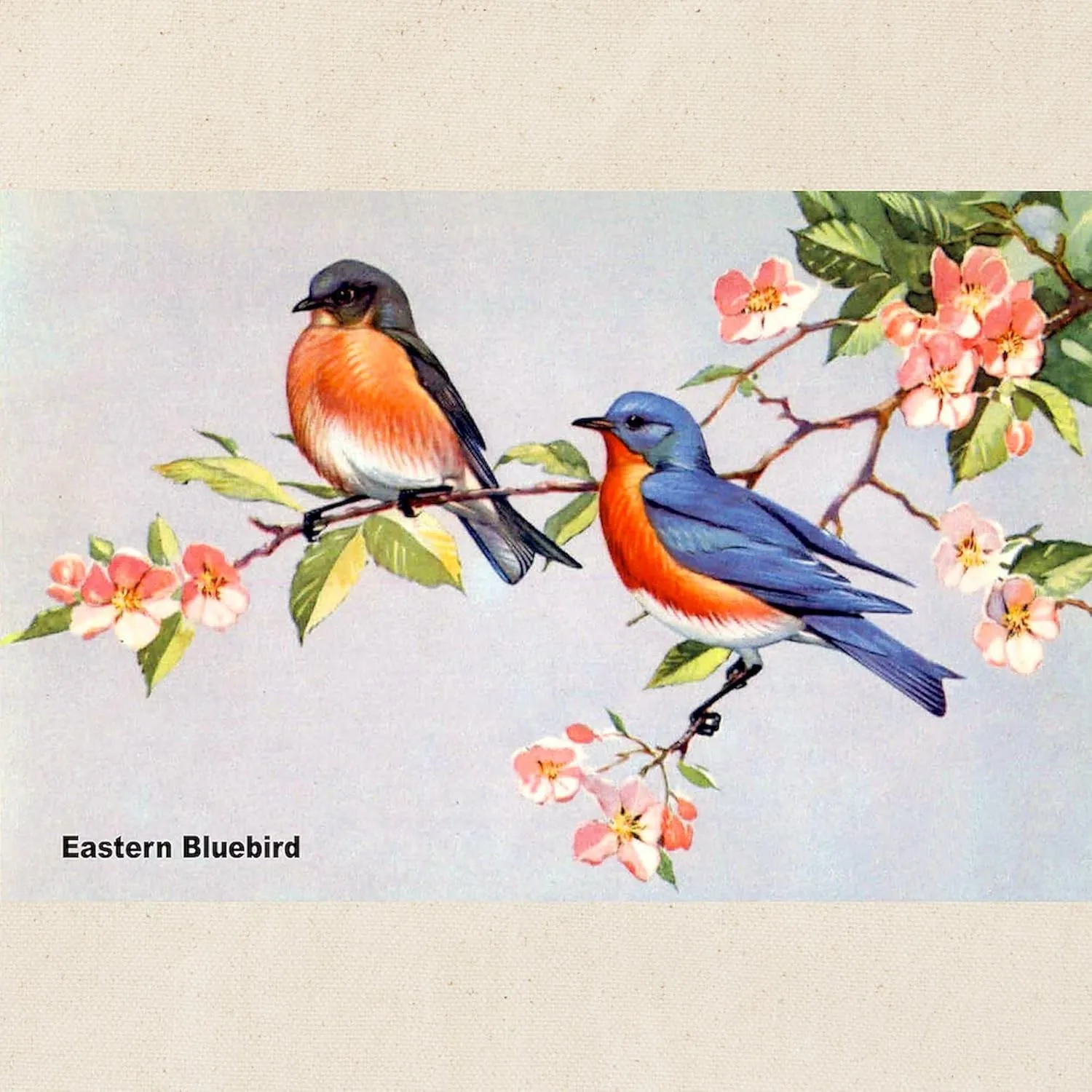 CafePress Eastern Bluebird Bird Tote Bag Reusable Natural Beige Canvas Shopping Bag